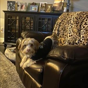 Meet your Posher, Betty